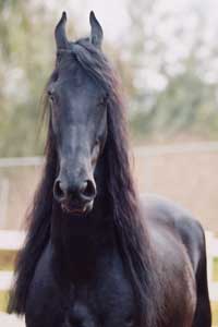 Friesian horse and owner