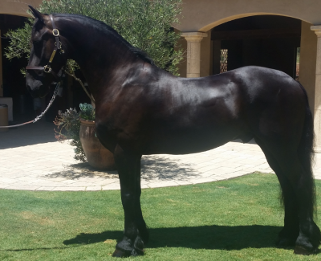 Friesian horse Hessel for sale - Leo