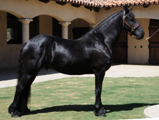 Black Friesian horse for sale - Ids W.