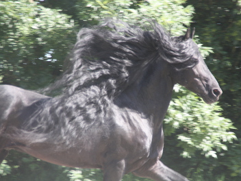 Friesian horse for sale - Jeen