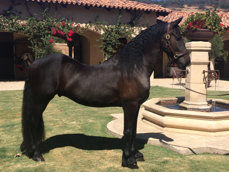 Friesian for sale