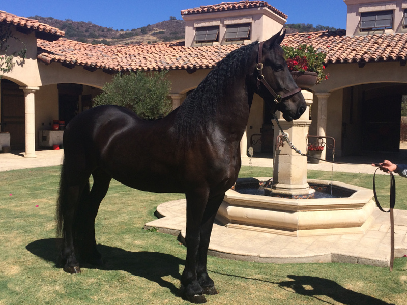 Friesian for sale